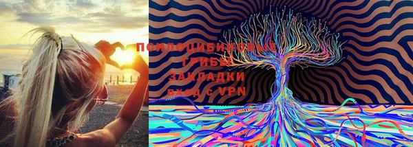 PSILOCYBIN Богородицк